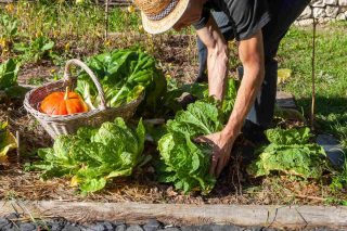 Potager en octobre