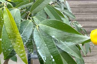 Traitement naturel et efficace contre les cochenilles