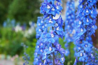 Delphinium pacific bleu