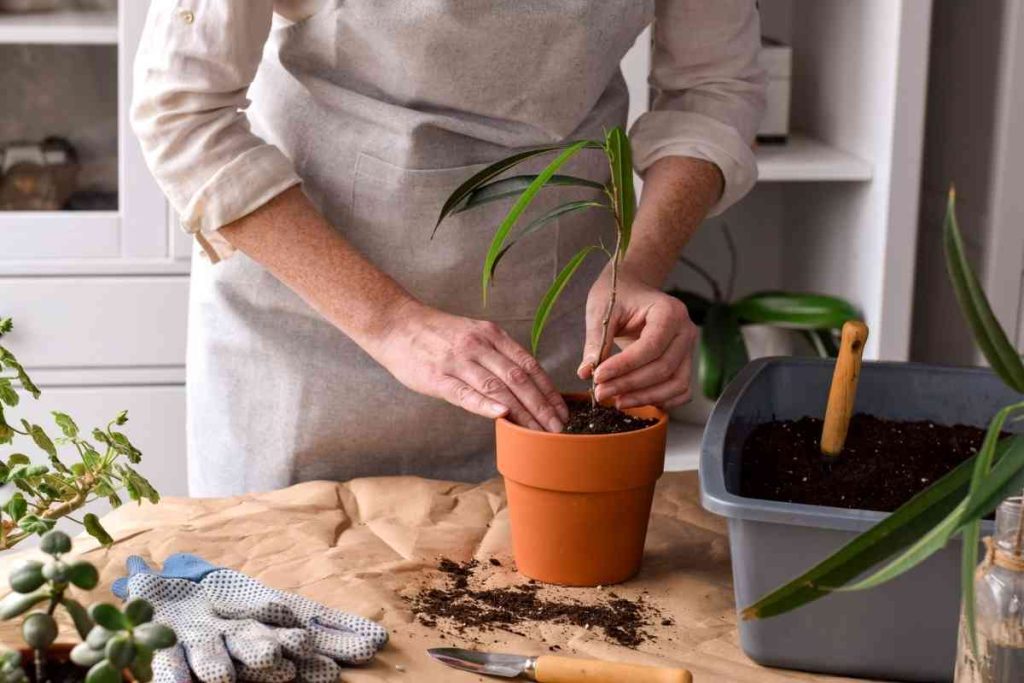 hormone de bouturage utilisation