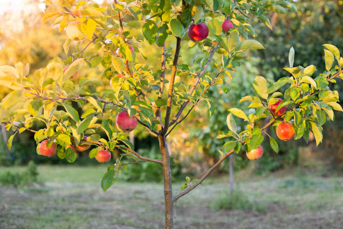 Planter un jeune pommier