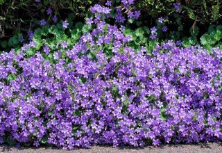 Plantes à fleurs bleues pour bordure