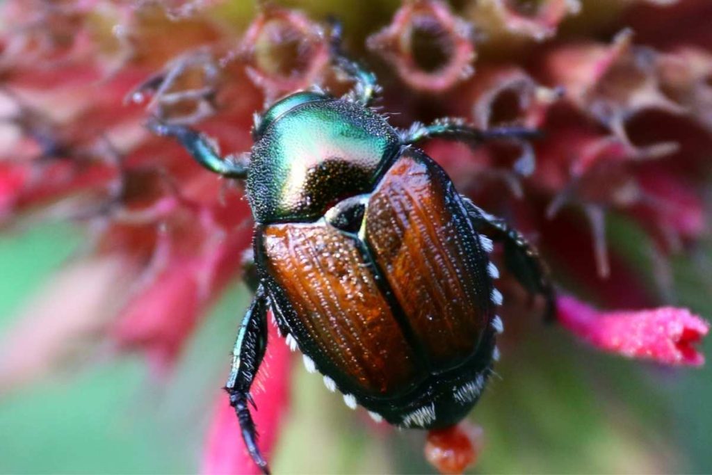 Scarabée japonais - ravageur des plantes et jardin