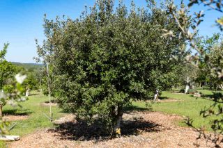 Arbre truffier dans un jardin