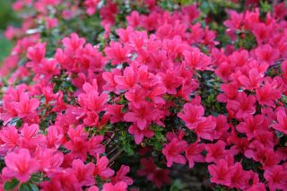 Azalée du Japon - azalea japonica