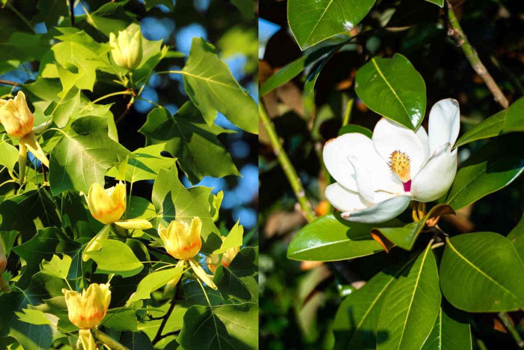 Liriodendron tulipifera - magnolia grandiflora