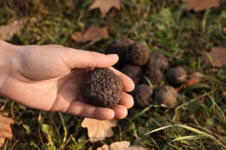 Récolte de truffes