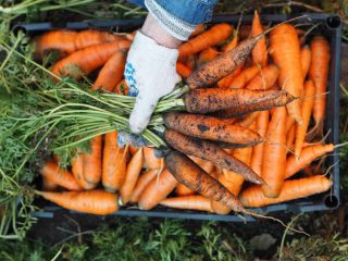 Récolte et conservation des carottes d'hiver