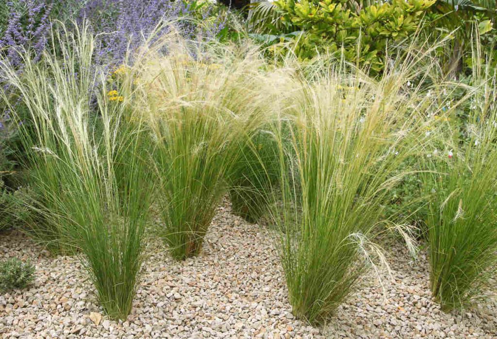 Stipa tenuifolia - Nassella tenuissima - Cheveux d'ange