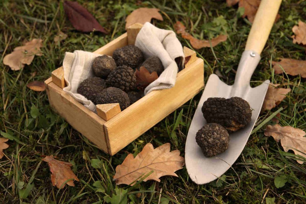 Truffes dans un jardin