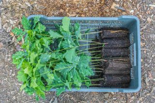 Arbres mycorhizés pour obtenir des truffes