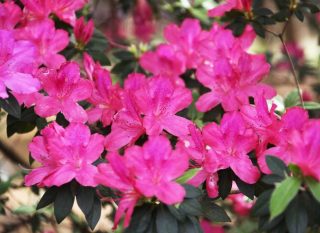 Azalée et rhododendron, les points communs