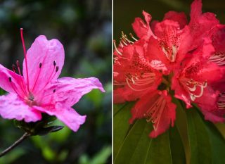 Azalée et rhododendron, des fleurs différentes