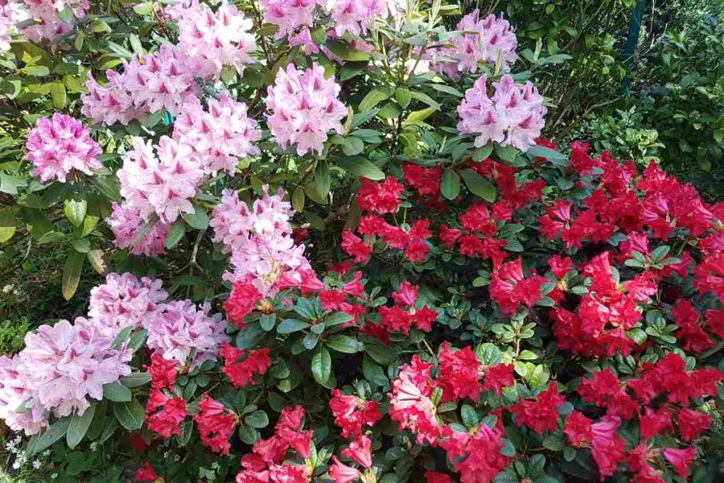 Rhododendron et azalée