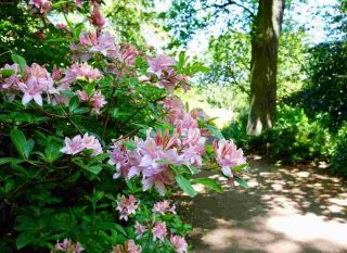 Rhododendron et azalée, la différence