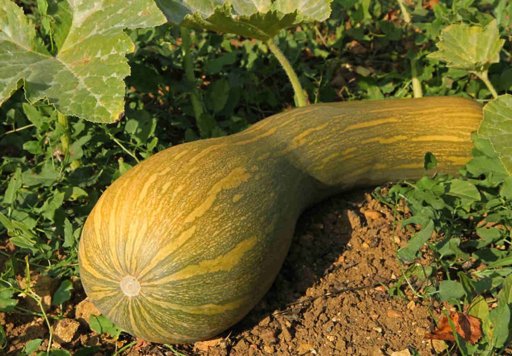 Courge longue de Nice