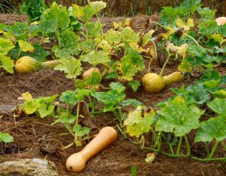 Maladies de la Courge longue de Nice