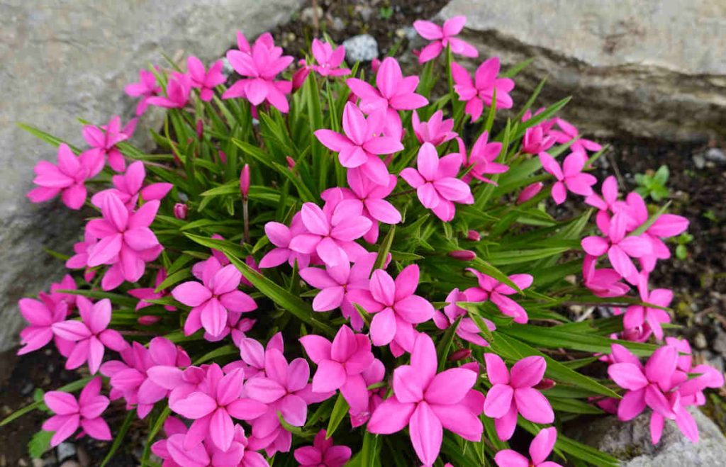 Rhodohypoxis