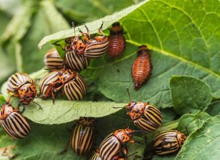 Utilisation du pyrèthre, insecticide