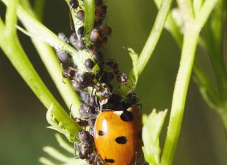 pyrèthre insectes