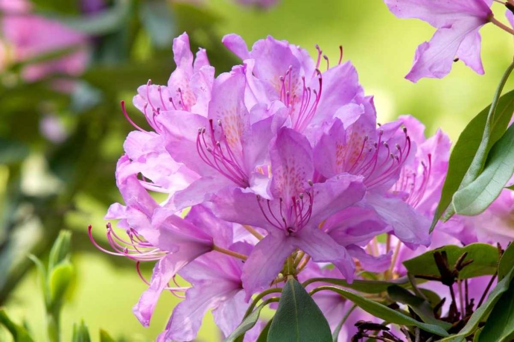 rhododendron ravageurs