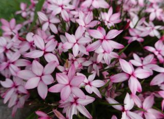 Rhodohypoxis rose pâle