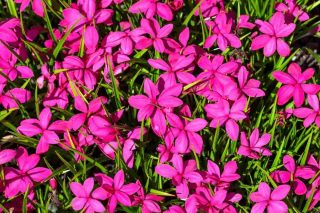 Rhodohypoxis, conseils de culture