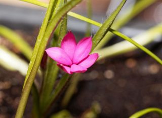 Plantation du rhodohypoxis