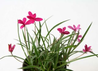 Rhodohypoxis en pot