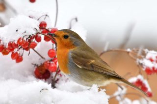 Favoriser biodoversité nourrir oiseaux hiver