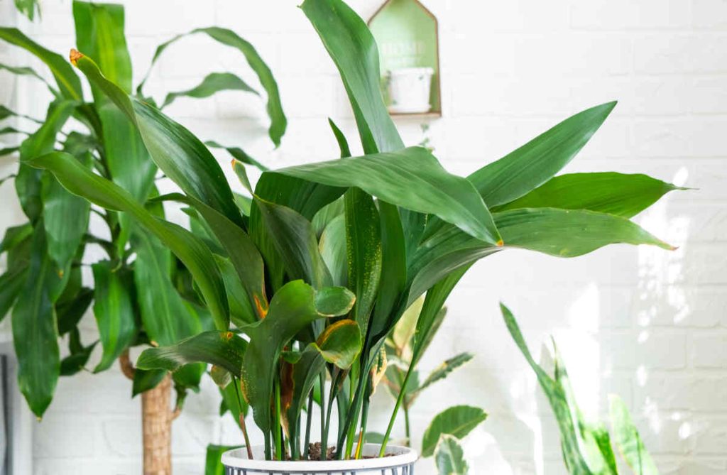 aspidistra en pot