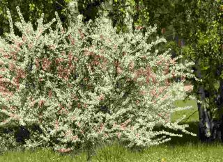 Plantation du cerisier de nankin (ragouminier)