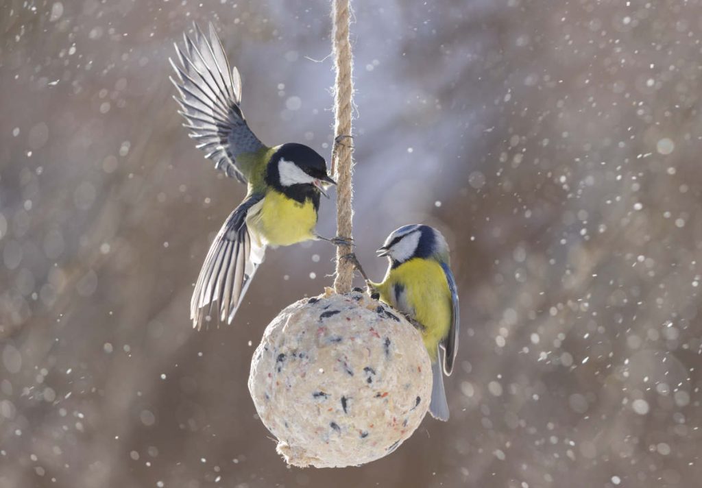 nourrir les oiseau en hiver bien ou pas