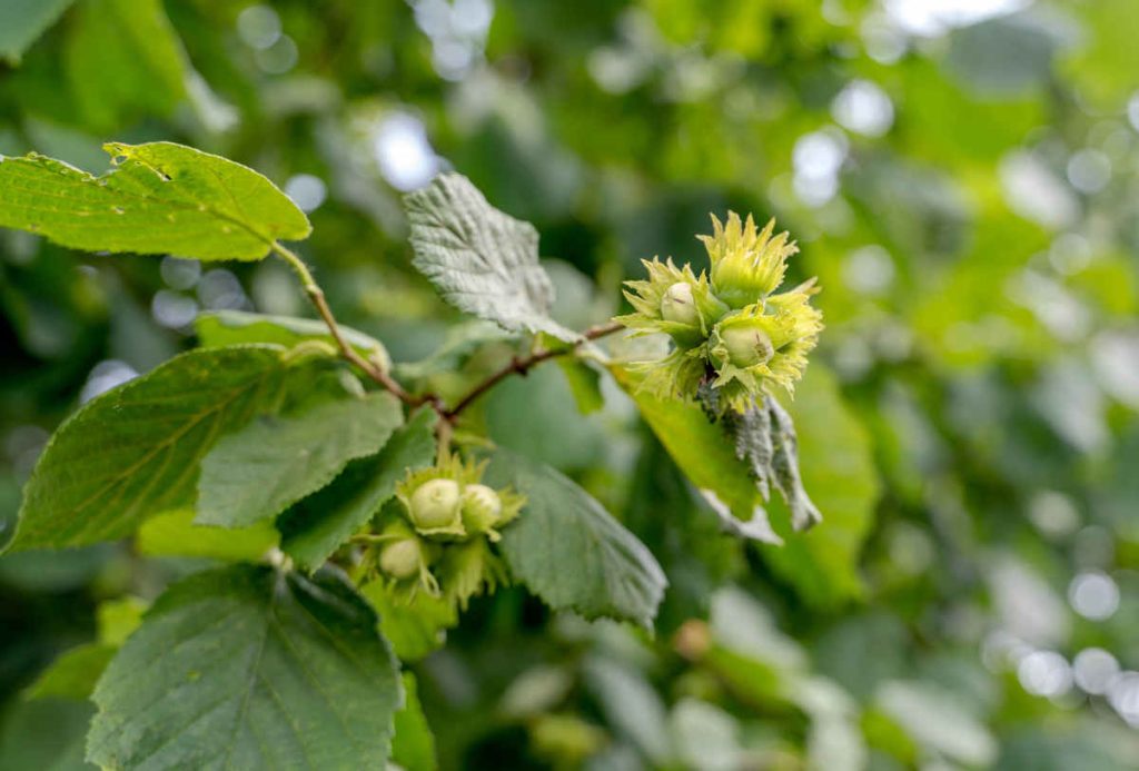 Noisetier - Corylus avellana