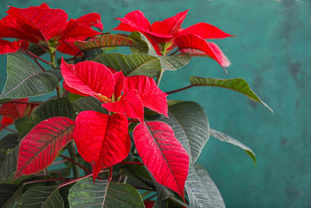 Poinsettia