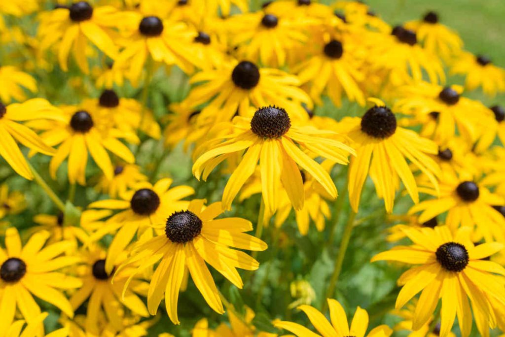 Rudbeckia en fleur