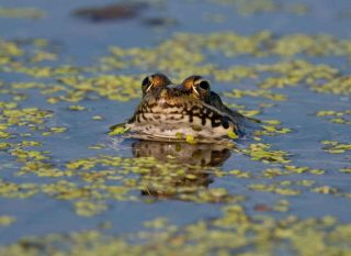 grenouille utilité au jardin