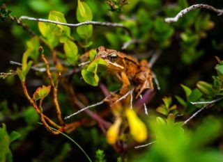 grenouille espèces en france