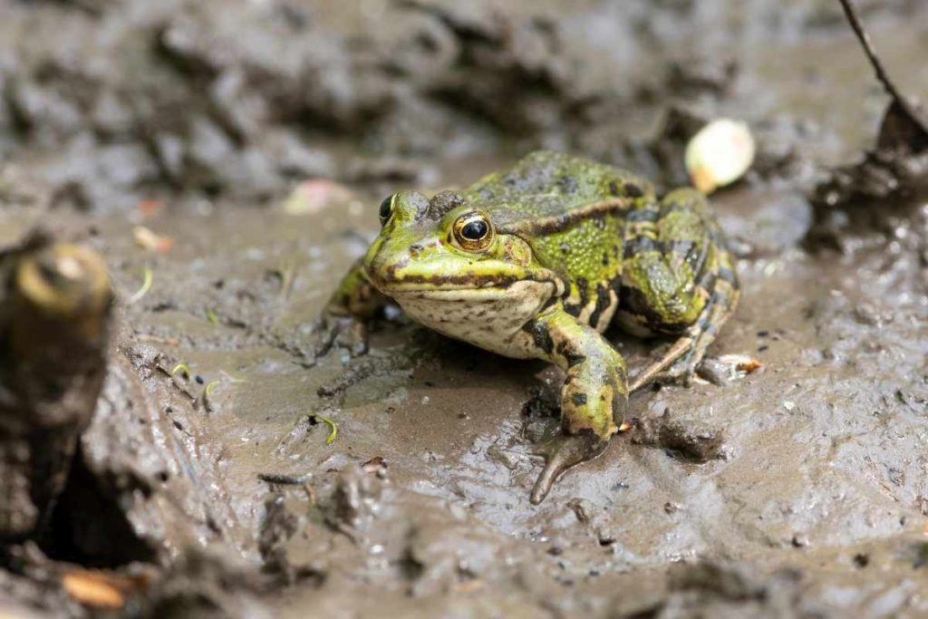 grenouille verte jardin