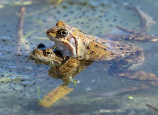 grenouilles reproduction