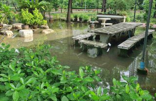 inondation plantes