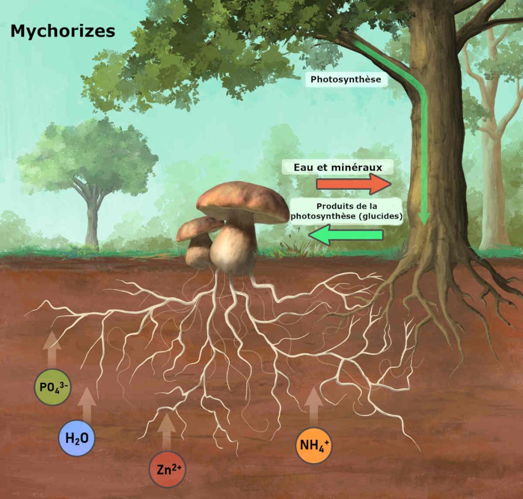 mycorhize